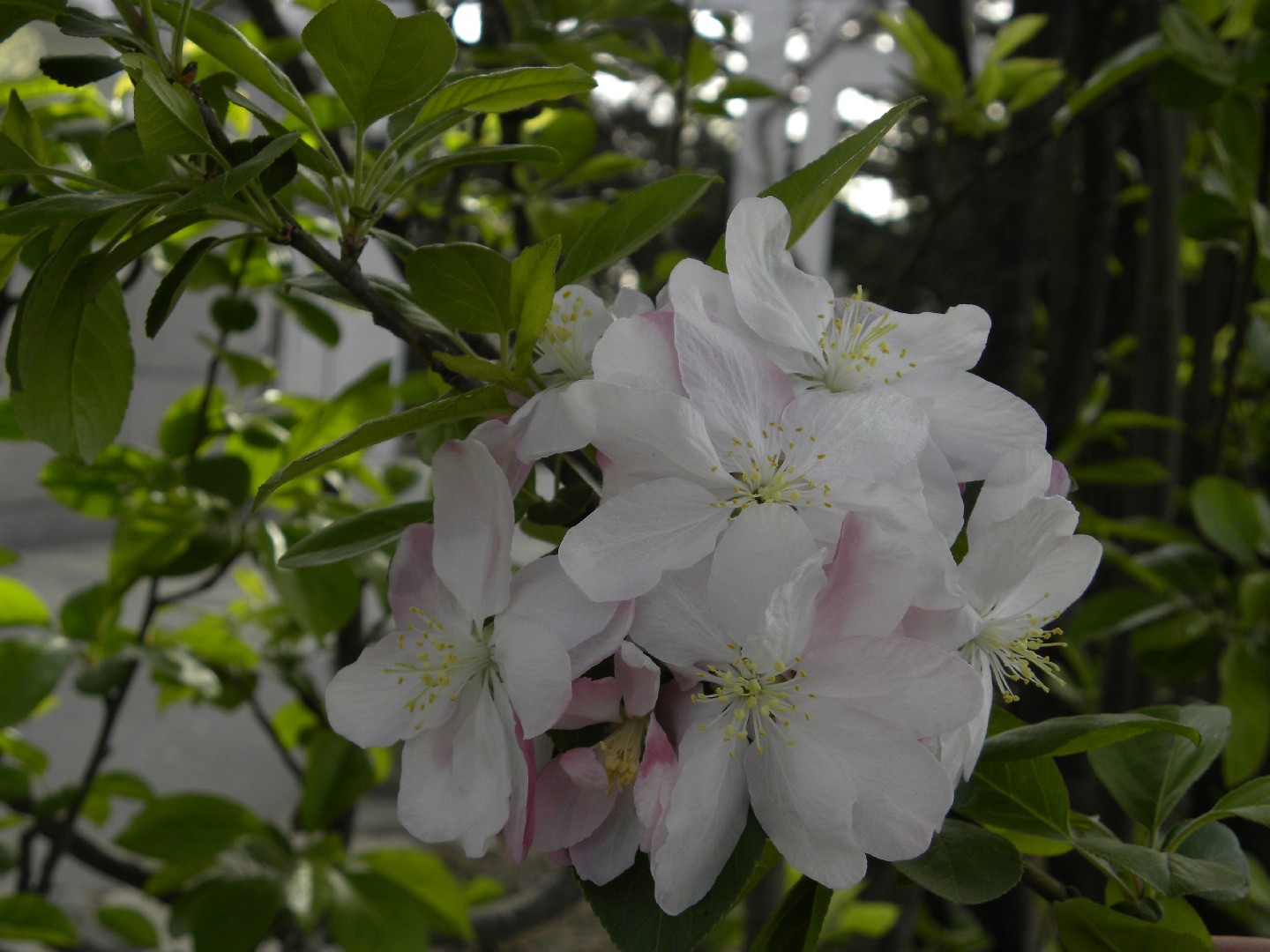 Malus micromalus - PictureThis