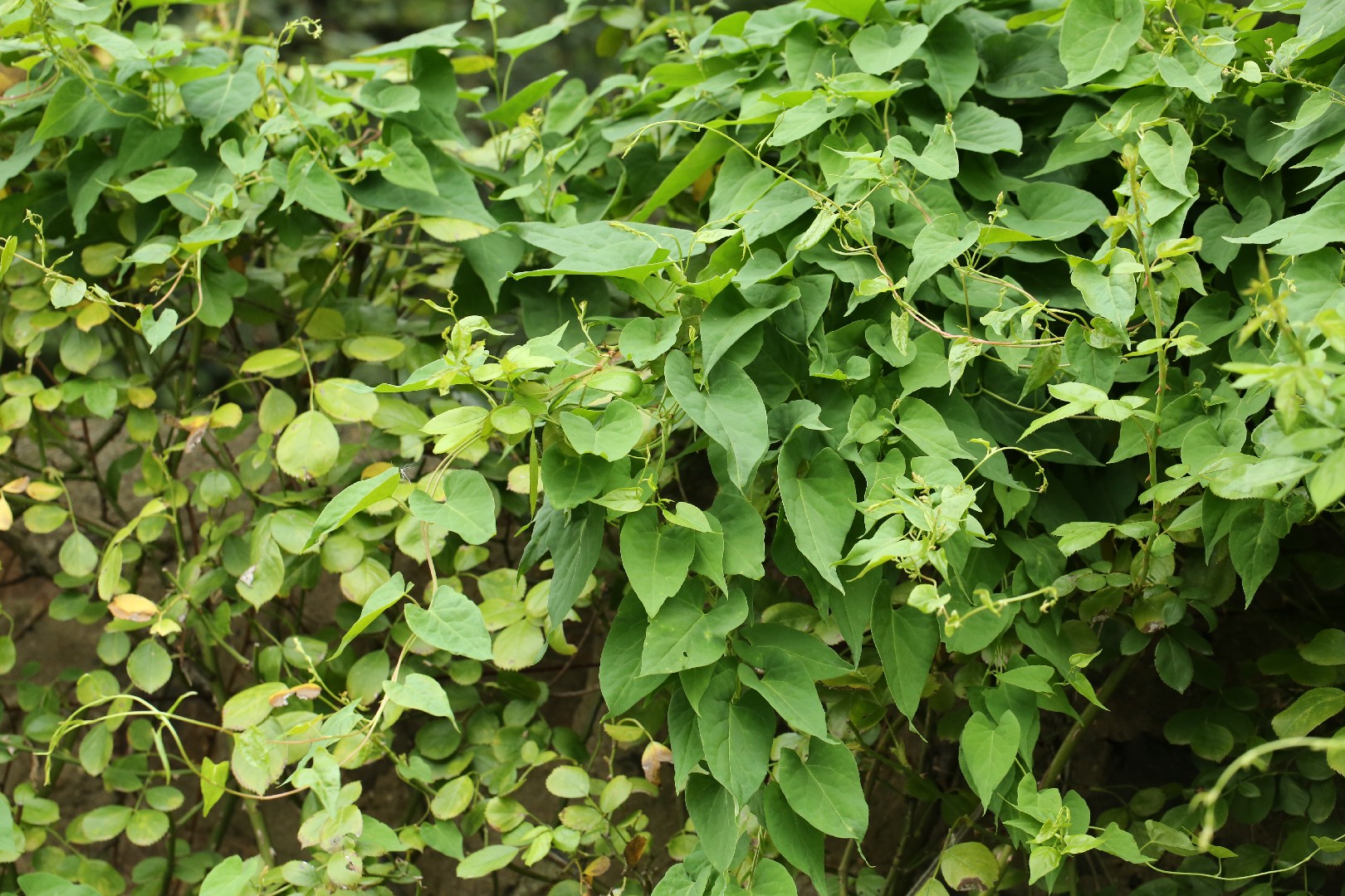 Горец многоцветковый (Fallopia multiflora) - PictureThis