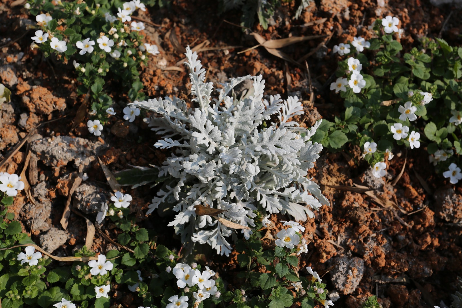 Cineraria marítima (Jacobaea maritima subsp. maritima) - PictureThis