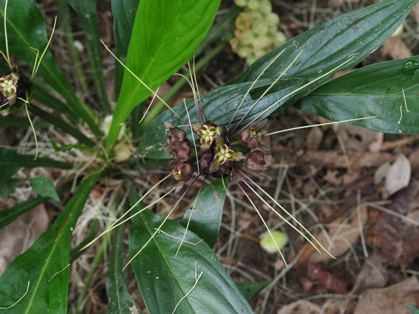 Tacca plantaginea - PictureThis