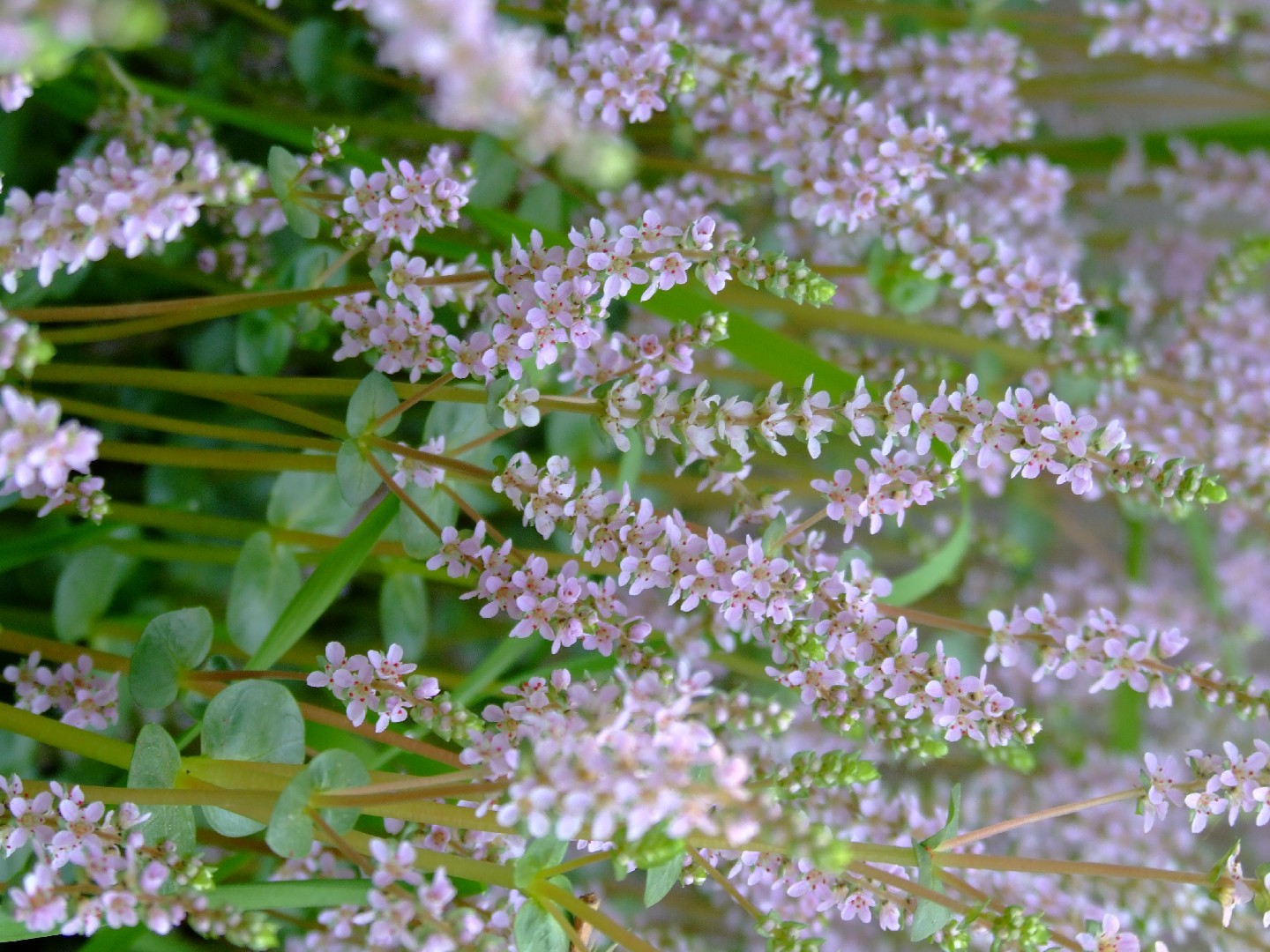 Ротала круглолистная (Rotala rotundifolia) - PictureThis