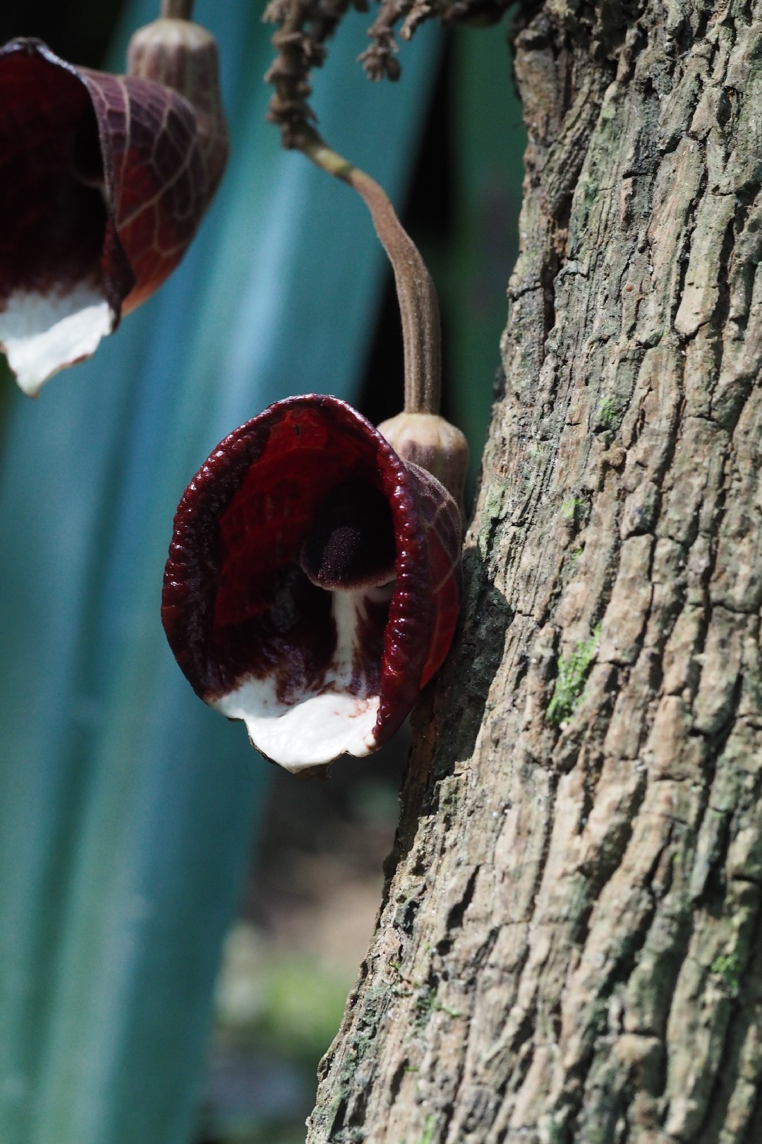 Aristolochia arborea уход (почву, удобрение, обрезка) - PictureThis