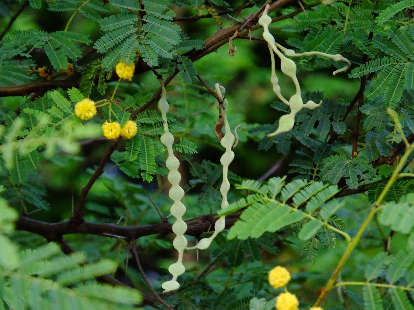 Arabic Gum secretions from the Acacia tree (left) and Arabic Gum