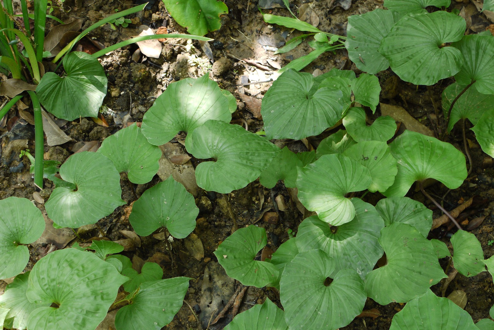 Nervilia fordii Flower, Leaf, Care, Uses - PictureThis