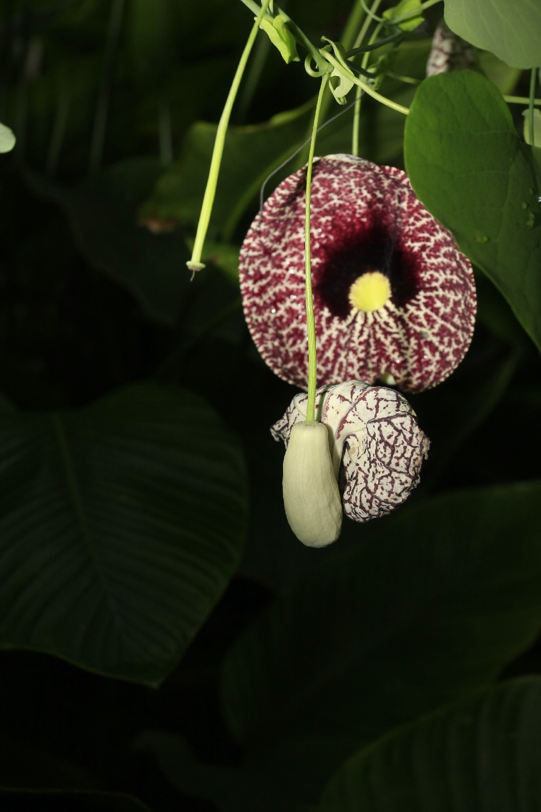 アリストロキア・ギガンテア (Aristolochia gigantea) - PictureThis