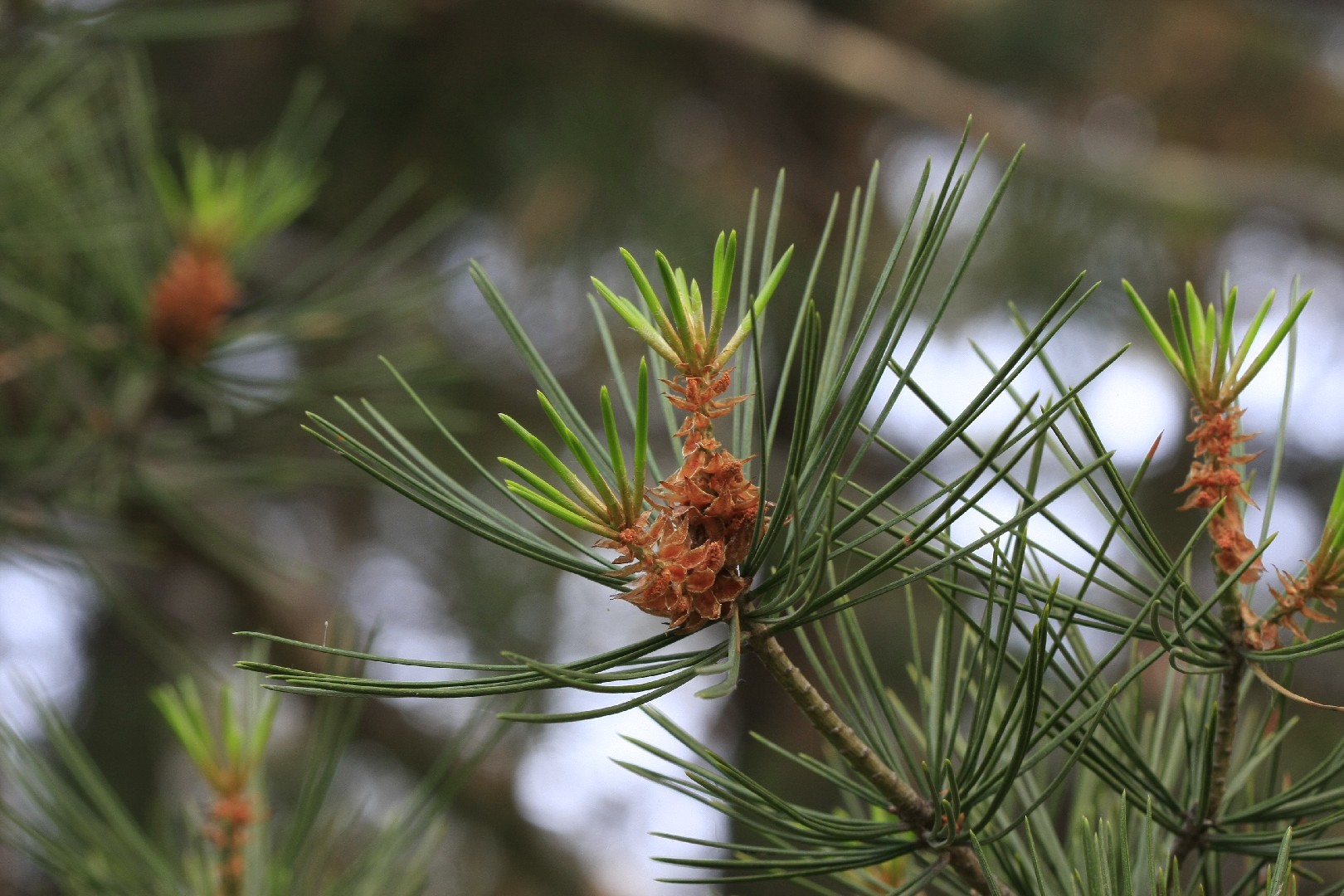 Сосна Бунге (Pinus bungeana) - PictureThis