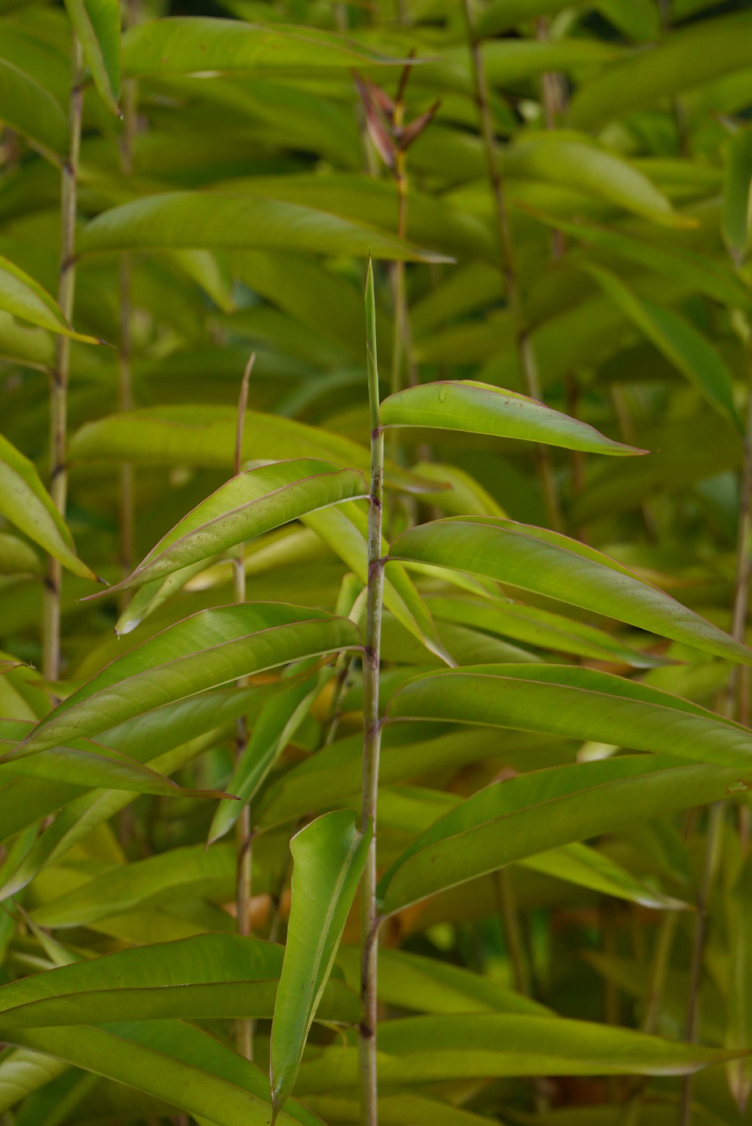 How can I prune my Heliconia costa flores during different seasons? -  PictureThis