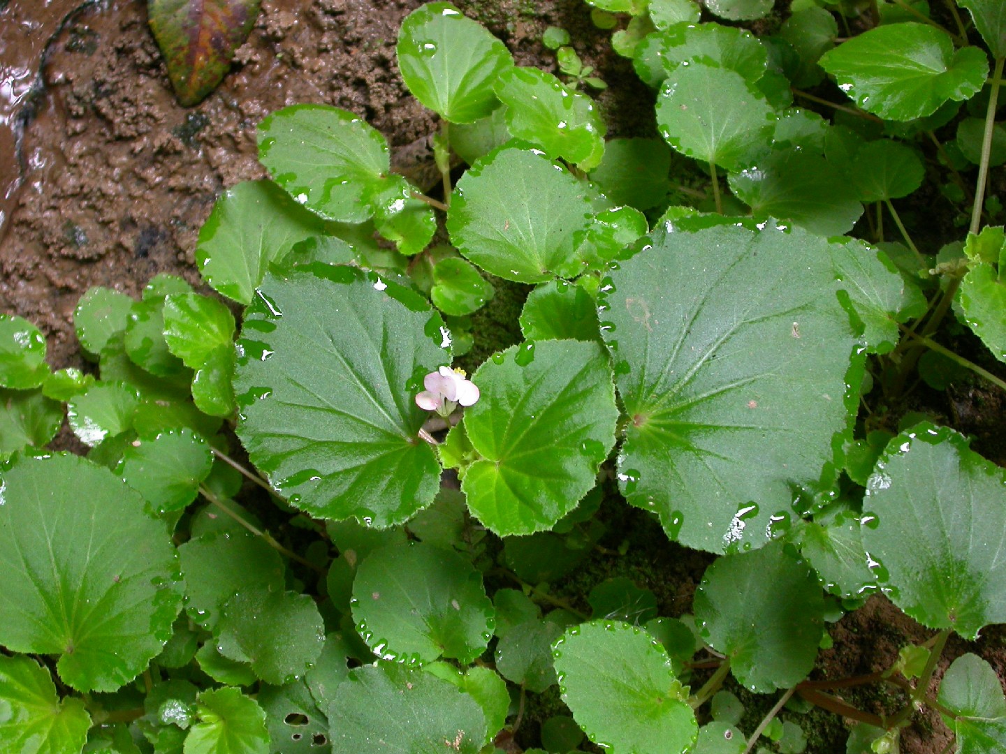 Flor de nácar (Begonia cucullata var. cucullata) - PictureThis