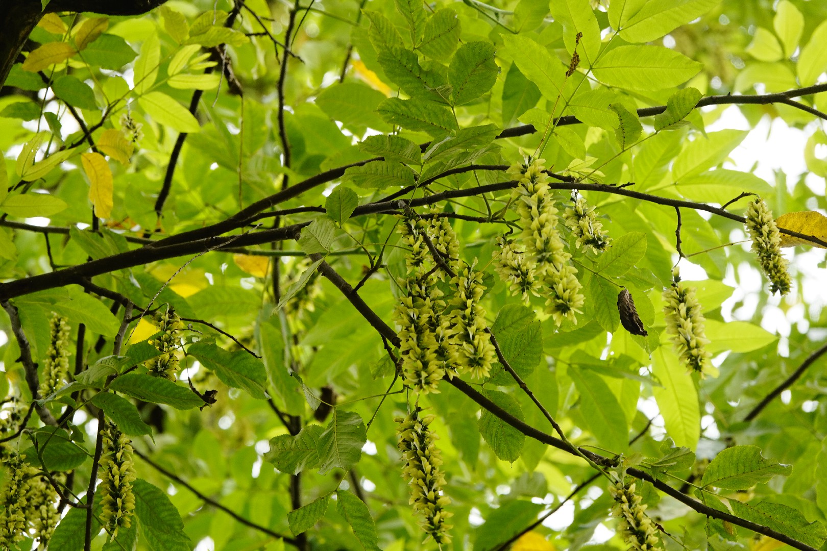 Pterocarya macroptera var. insignis 花言葉，毒性，よくある質問 - PictureThis