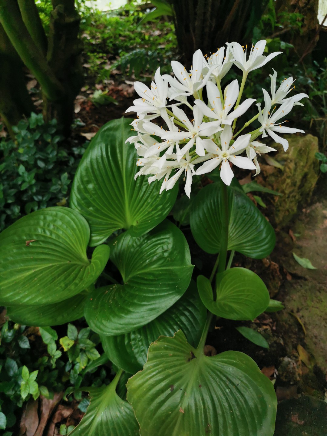 How to Plant and Grow Cardwell lily(Proiphys amboinensis)