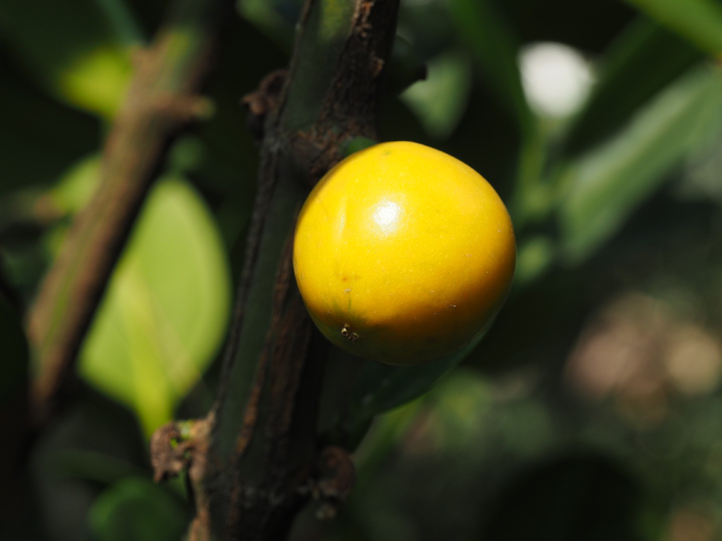 Дерево Фукуги (Garcinia subelliptica) - PictureThis