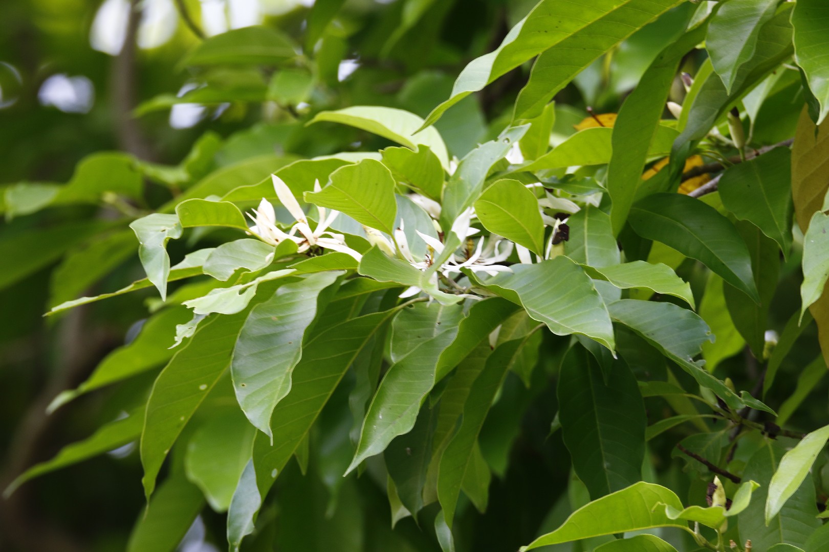 White Champaca Essential Oil Organic - Michelia Magnolia Alba