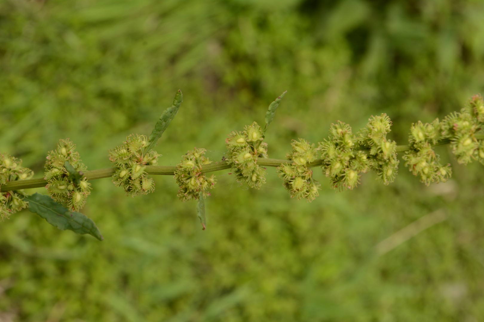 Rumex nepalensis - PictureThis