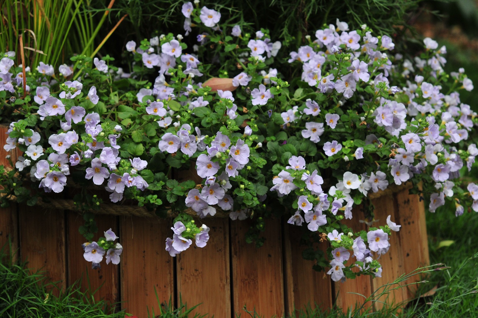 Bacopa stricta - PictureThis