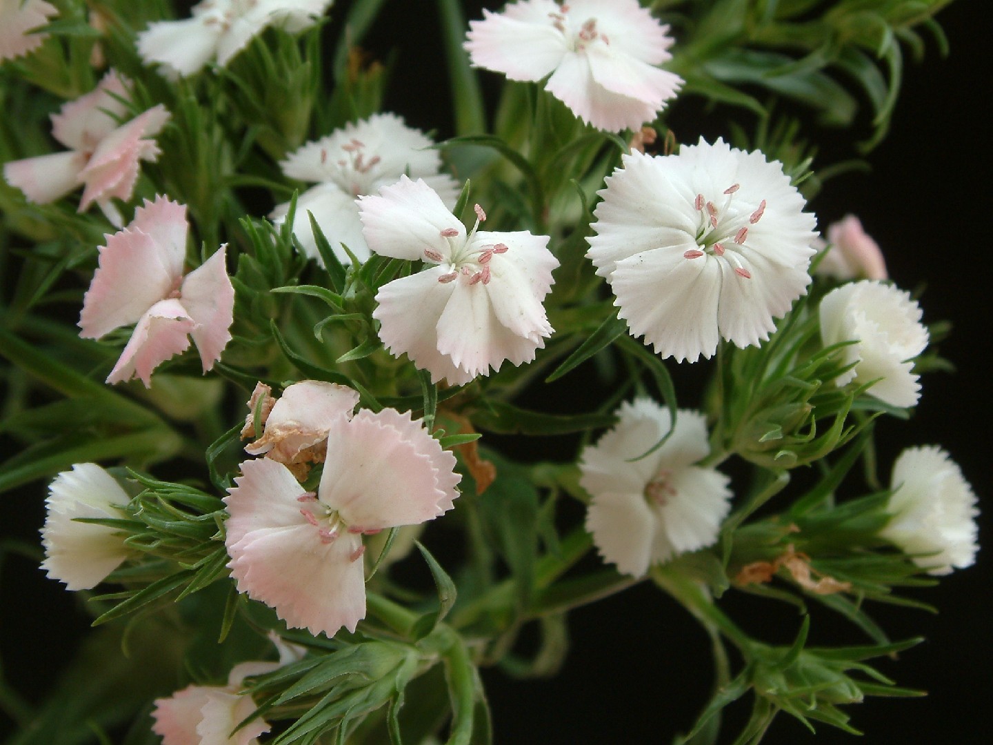 Гвоздика азиатская (Dianthus barbatus var. asiaticus) - PictureThis