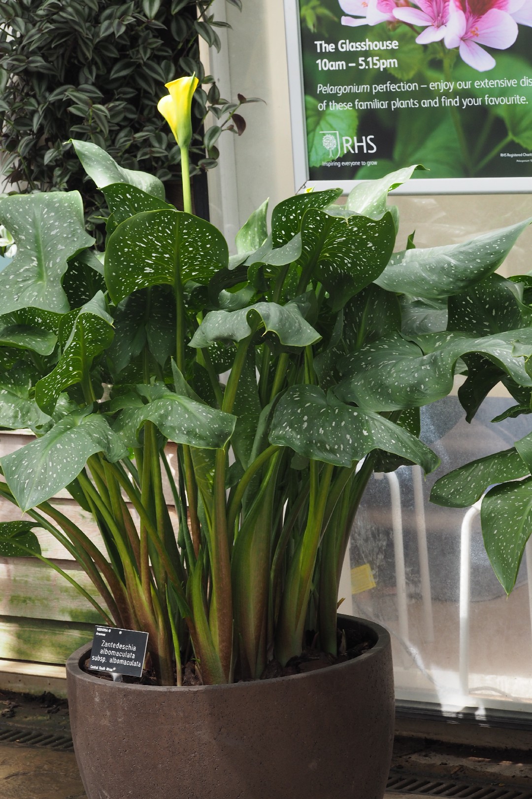 Zantedeschia albomaculata subsp. albomaculata - PictureThis