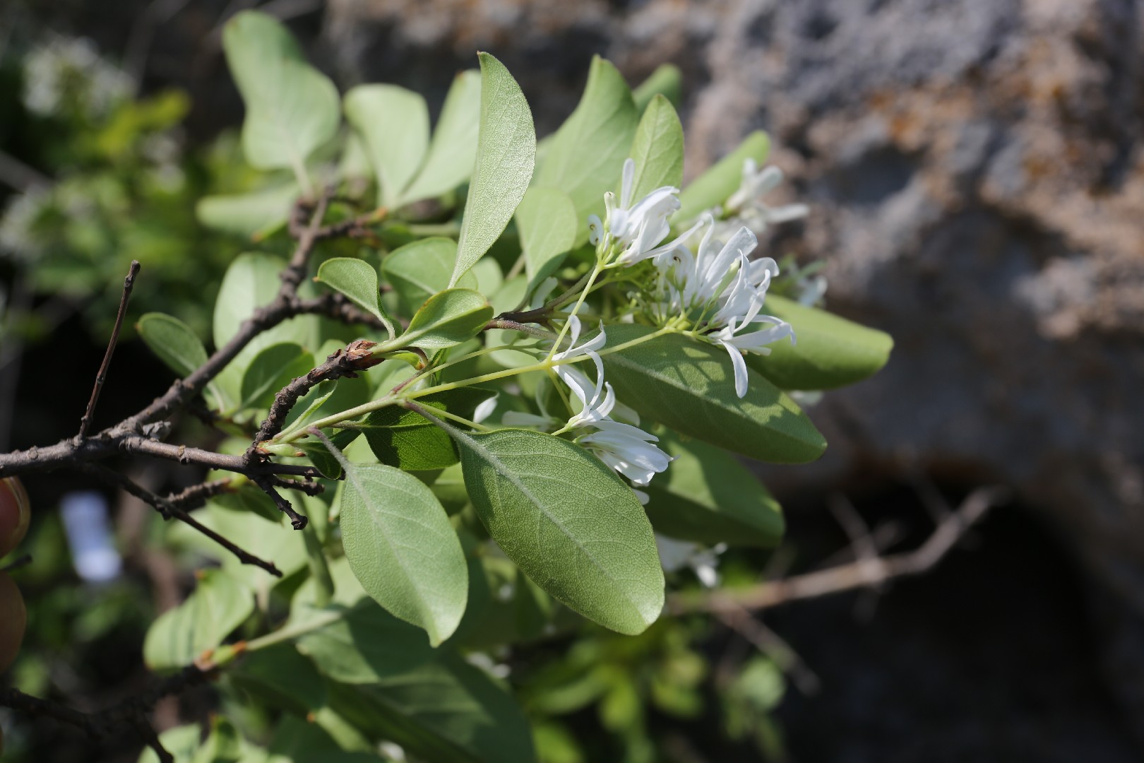 Chionanthus retusus - PictureThis