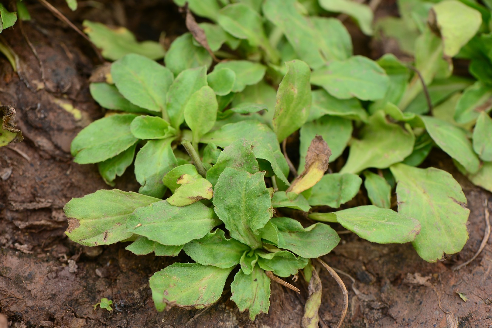 Planta cinta puntas marrones