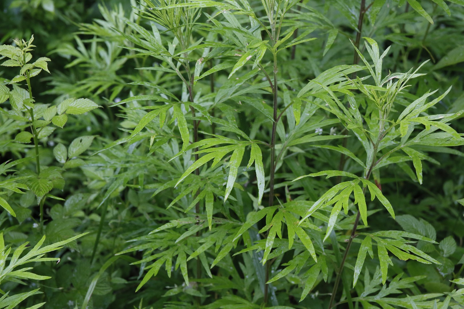 Полынь Аржи (Artemisia argyi) - PictureThis