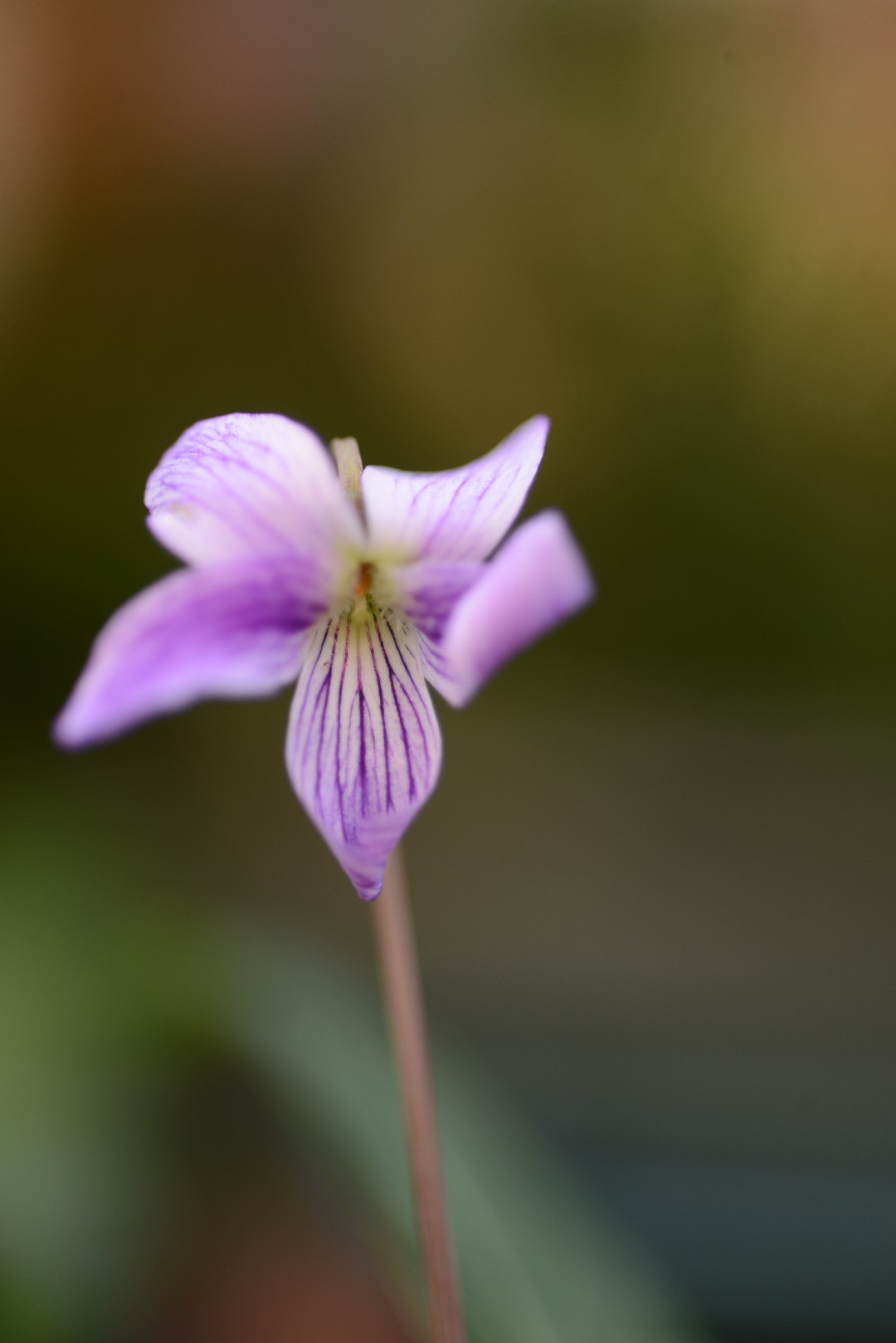 Plumeau violet - Long - Achat / Vente Plumeau violet - Long