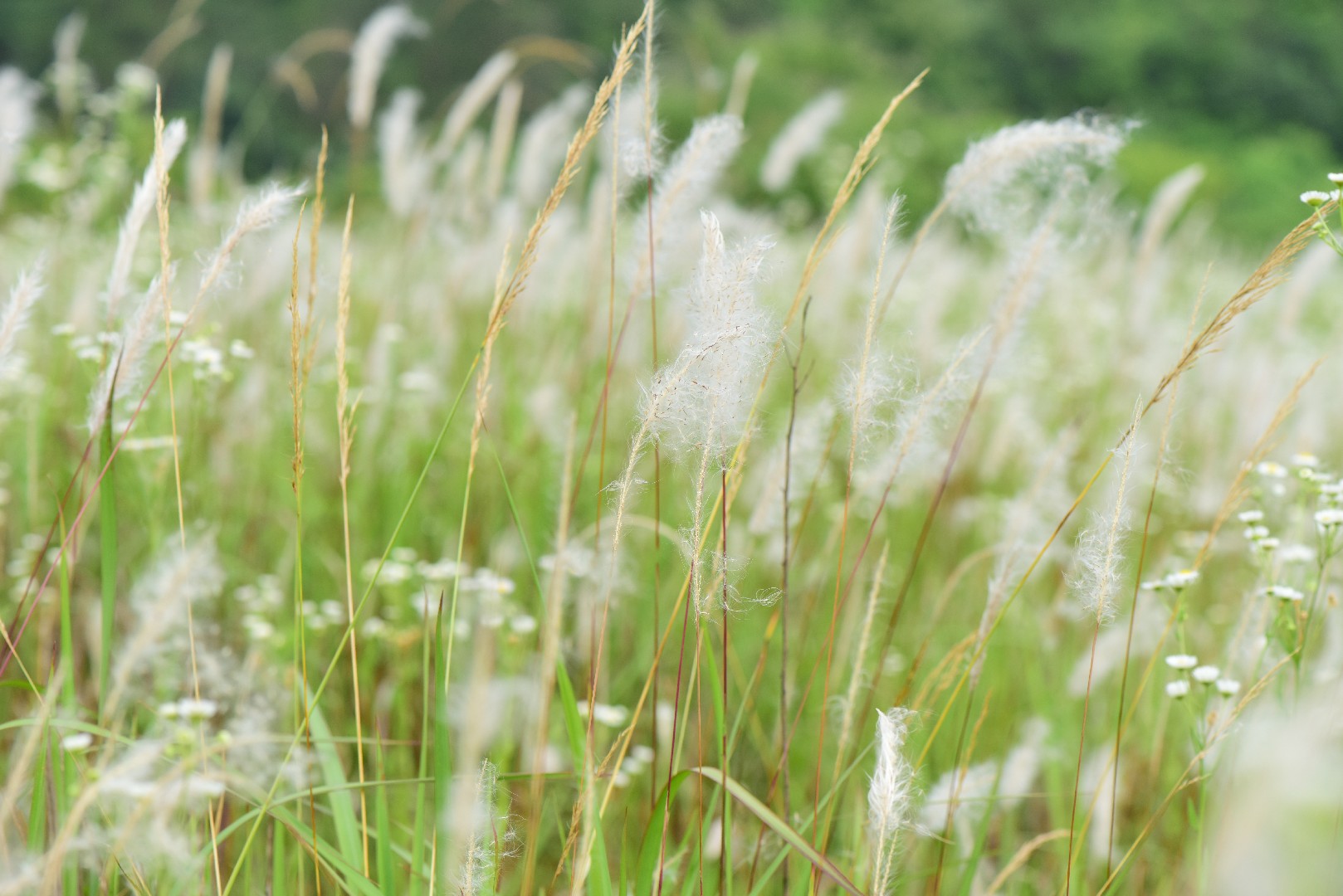 Cogongrass (Imperata Cylindrica) Flower, Leaf, Care, Uses, 48% OFF