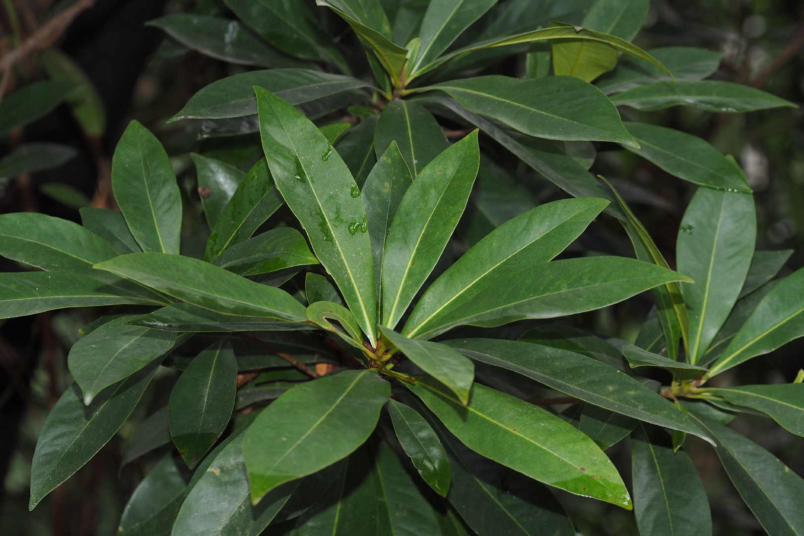 How to Plant and Grow Golden penda(Xanthostemon chrysanthus)