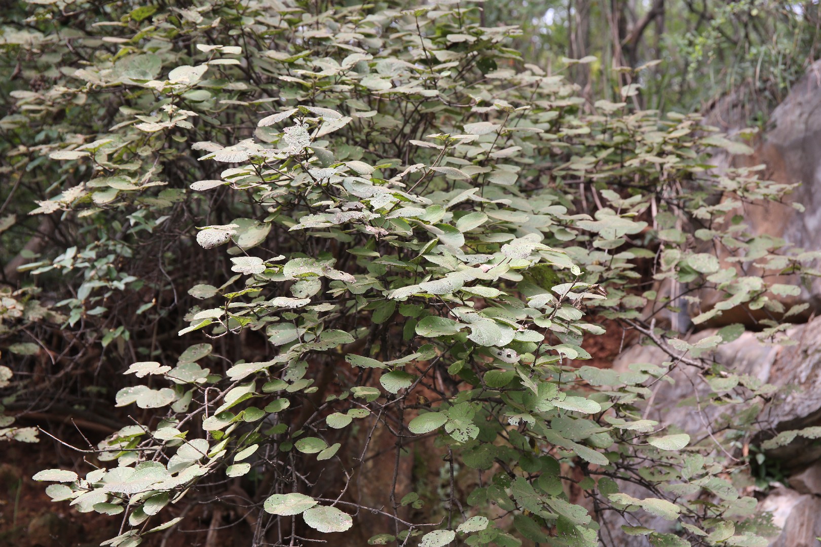 Viburnum macrocephalum - PictureThis