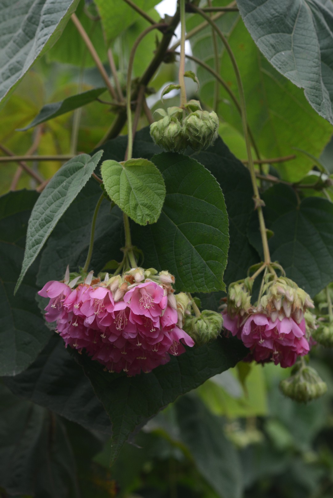 Домбея остроребристая (Dombeya acutangula) - PictureThis