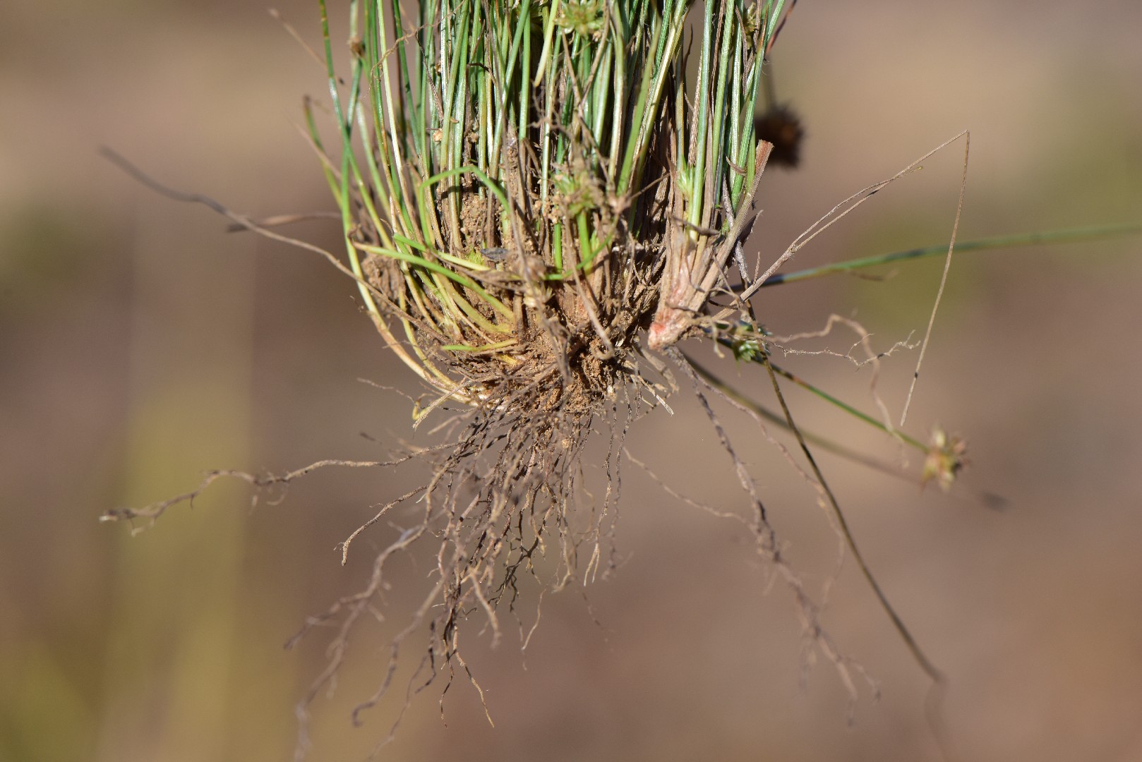 Бульбостилис бородатый (Bulbostylis barbata) - PictureThis