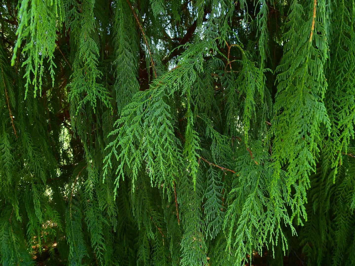 Кипарис кашмирский (Cupressus cashmeriana) - PictureThis