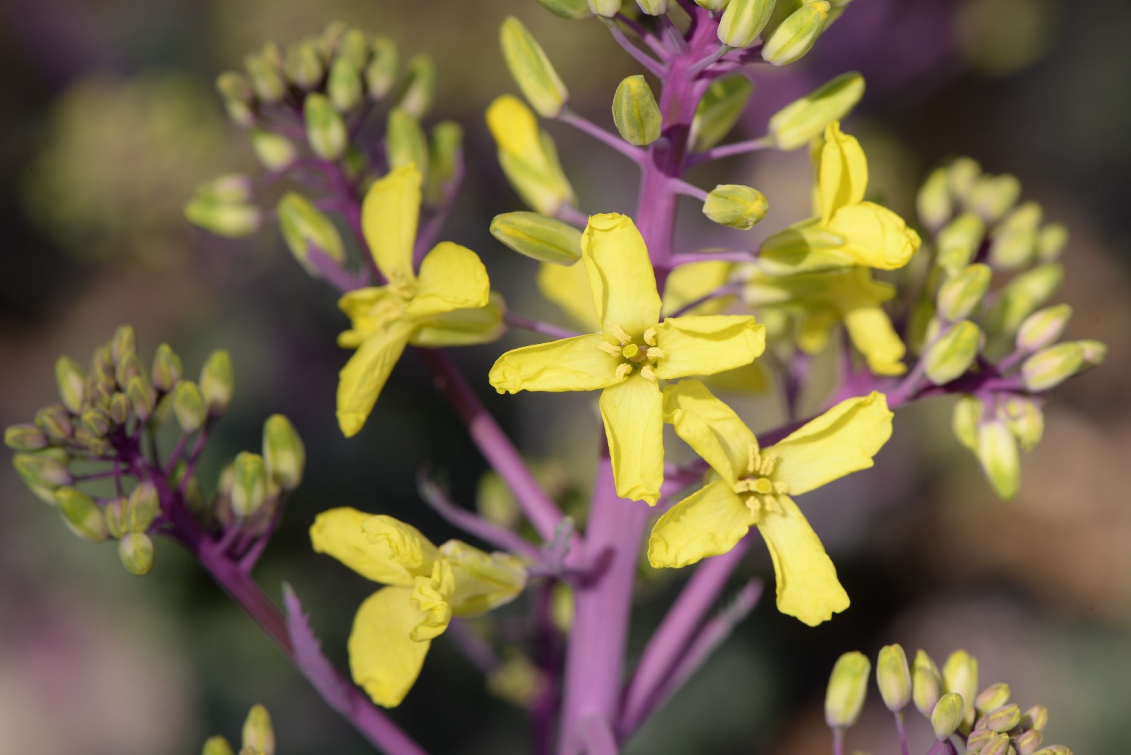 Капуста листовая (Brassica oleracea var. viridis) - PictureThis