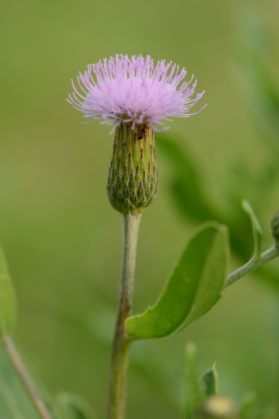 Cirsium arvense var. integrifolium - PictureThis