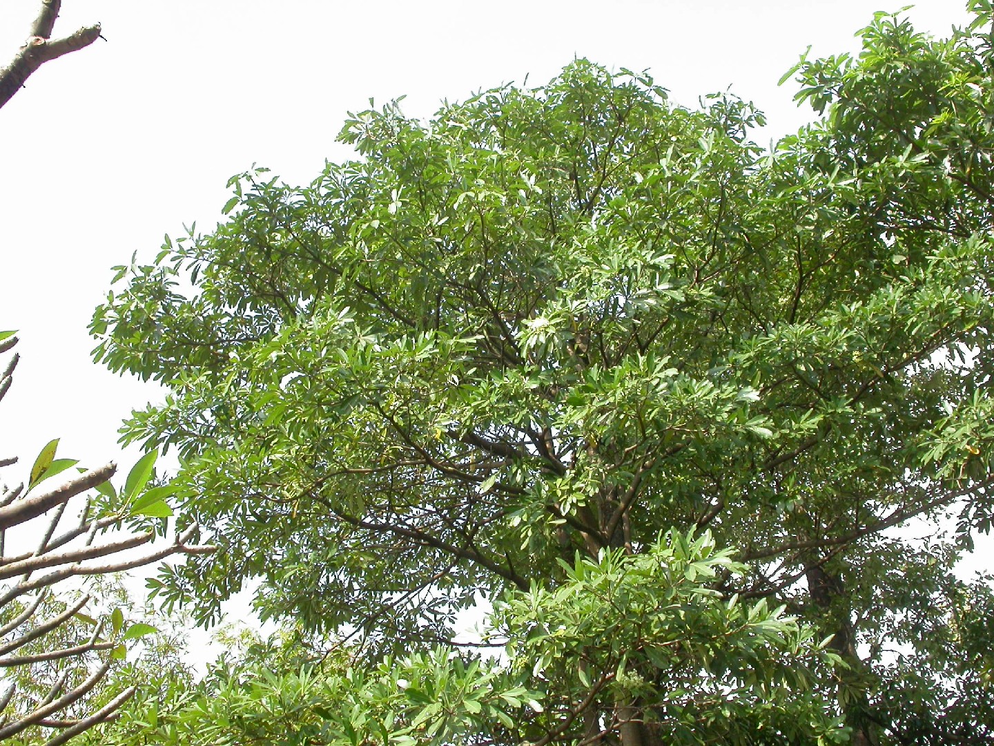 Alstonia scholaris Cuidados (Como Cuidar, Doenças, Podar) - PictureThis