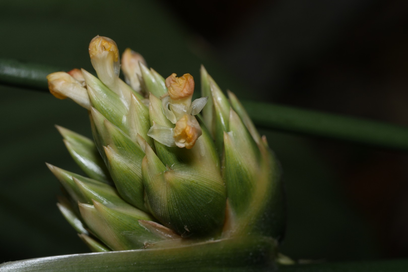 Stachyphrynium placentarium - PictureThis