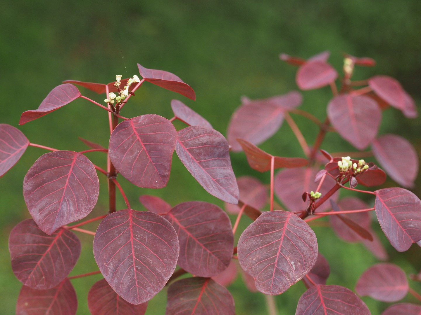 PictureThis - Euphorbia cotinifolia