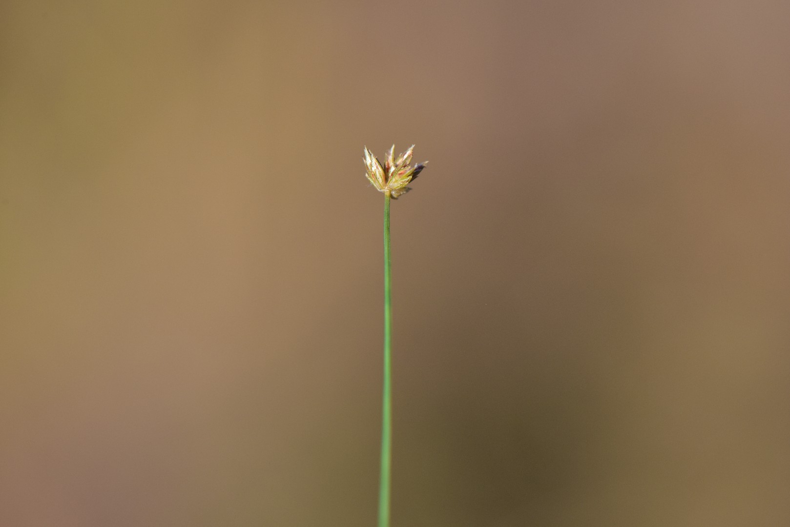 Бульбостилис бородатый (Bulbostylis barbata) - PictureThis