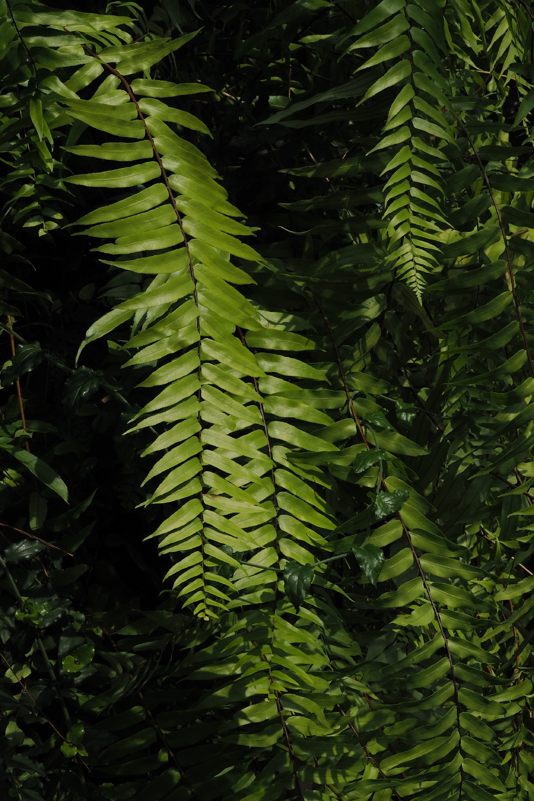 Nephrolepis biserrata - PictureThis