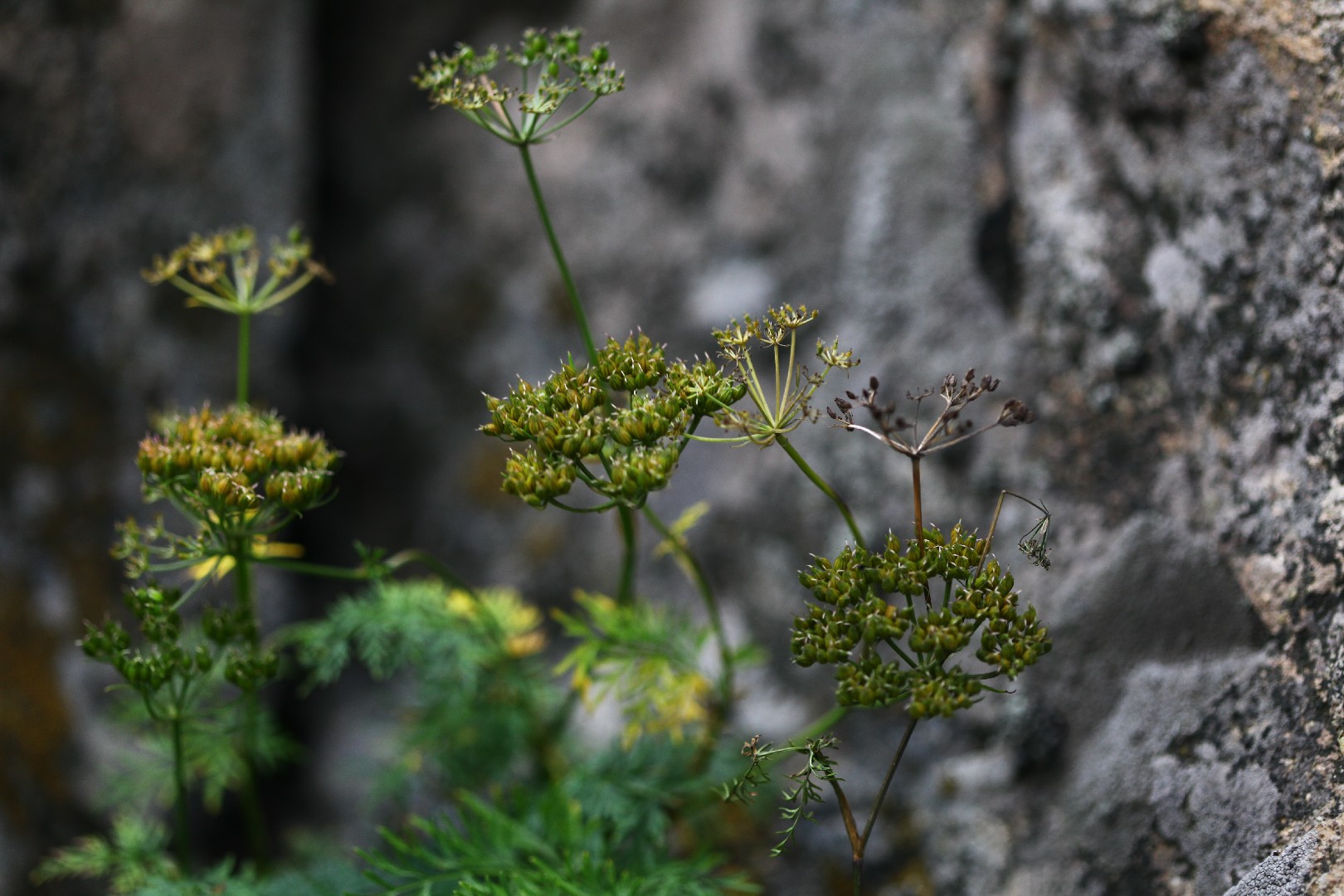 Conioselinum - Wikipedia