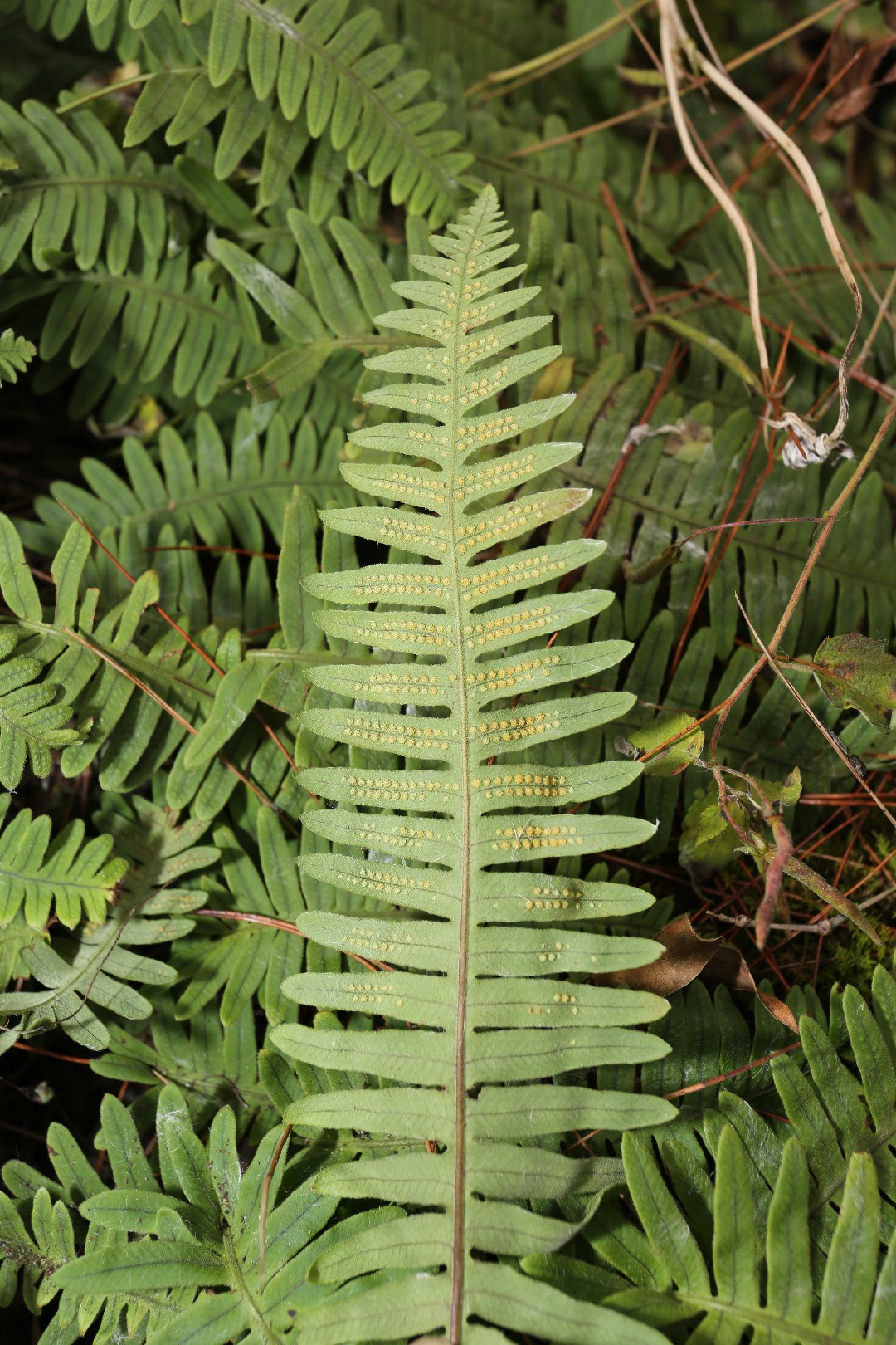 Polypodiodes niponica - PictureThis