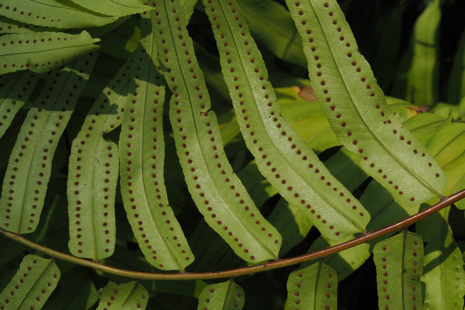 Nephrolepis biserrata - PictureThis