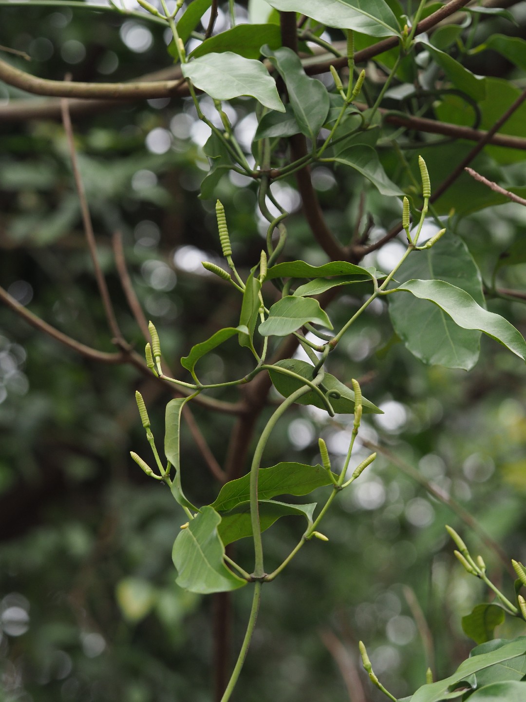 Small-leaved Jointfir (Gnetum Parvifolium) Flower, Leaf