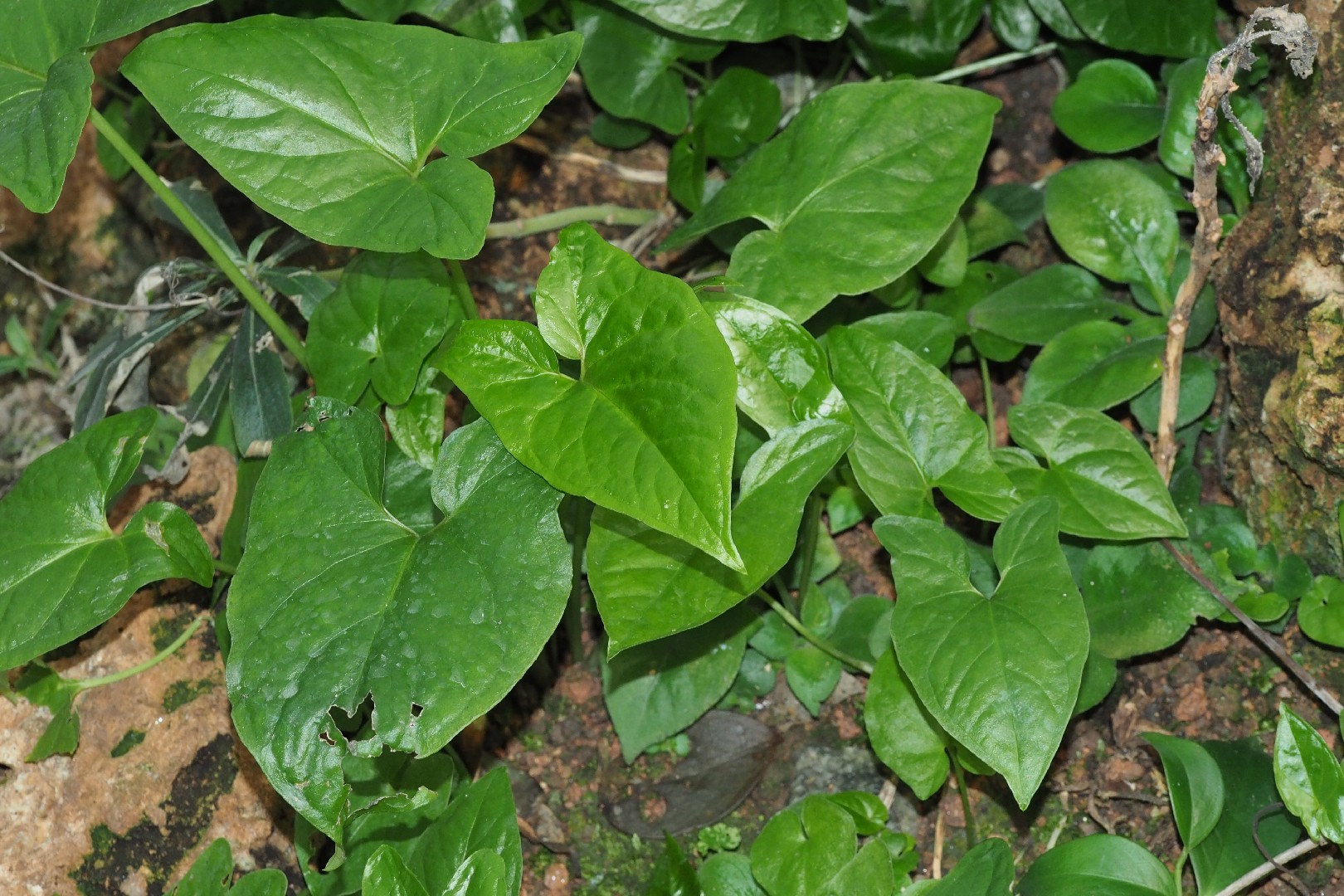 Cala negra (Typhonium blumei) - PictureThis