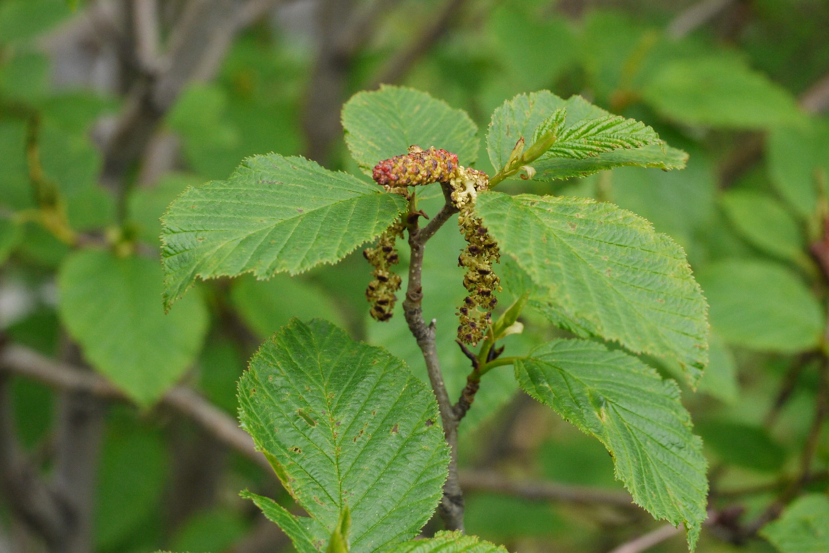 Берёза Эрмана (Betula ermanii) - PictureThis