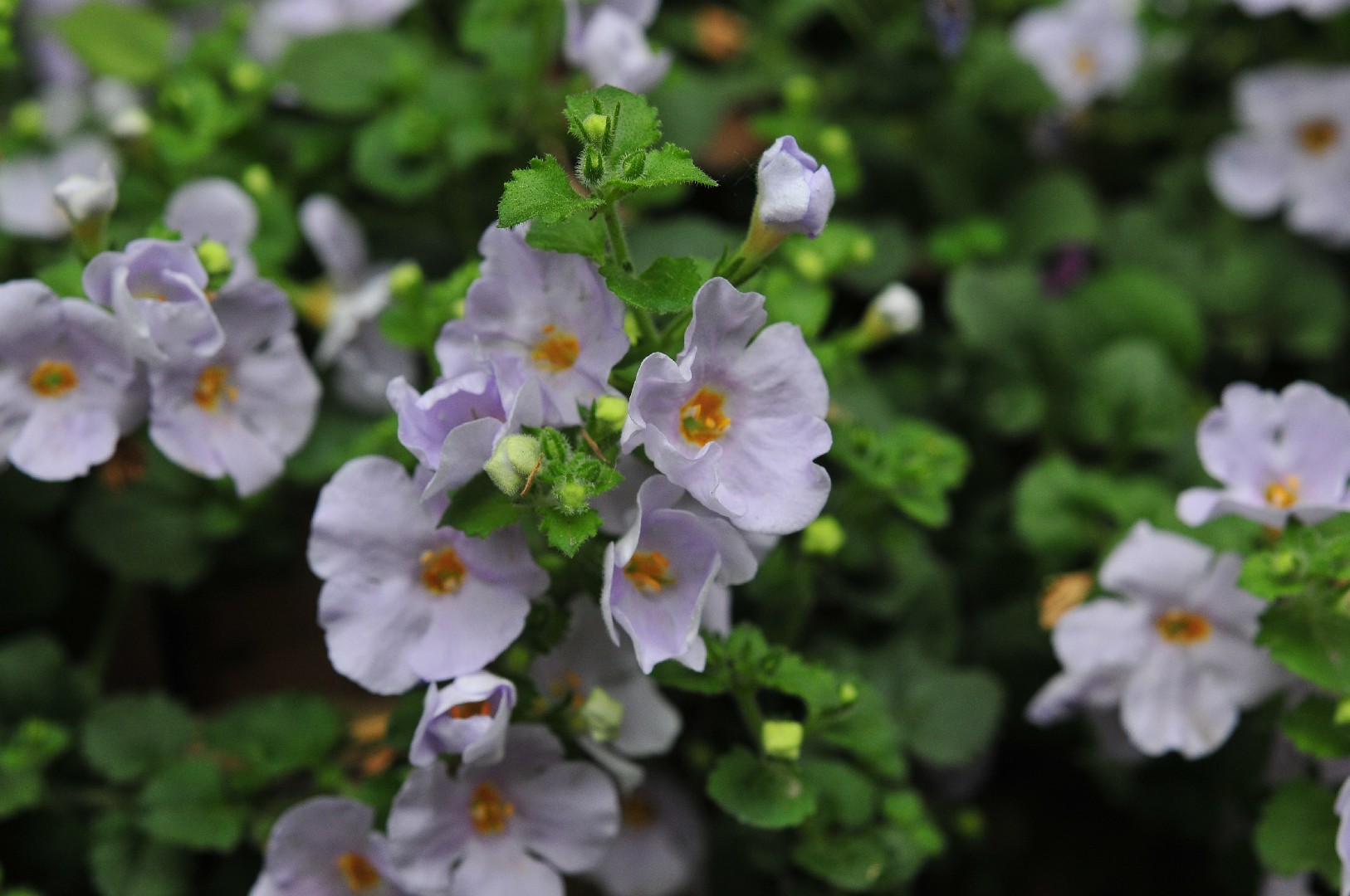 Bacopa stricta - PictureThis