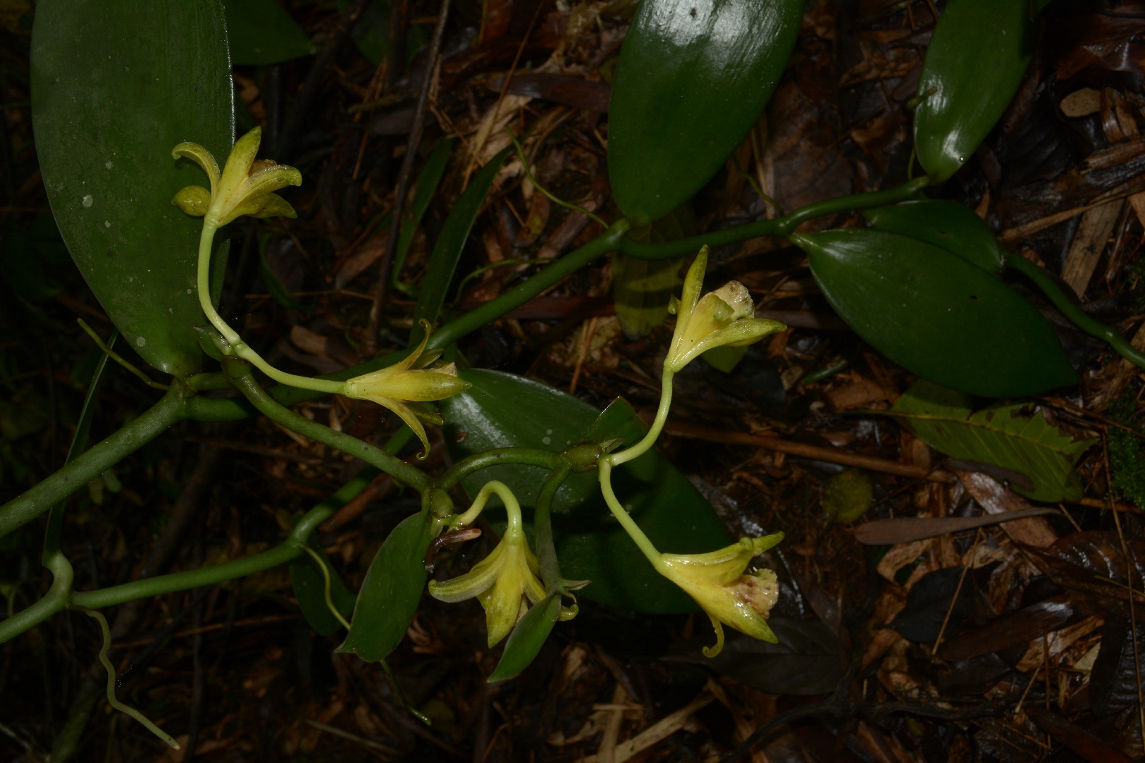 How to Grow and Care for Vietnamese vanilla