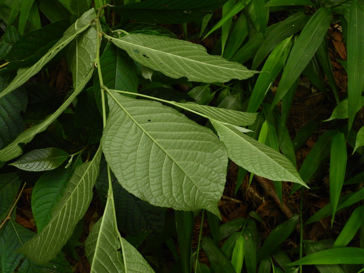 Styrax hemsleyanus уход (почву, удобрение, обрезка) - PictureThis