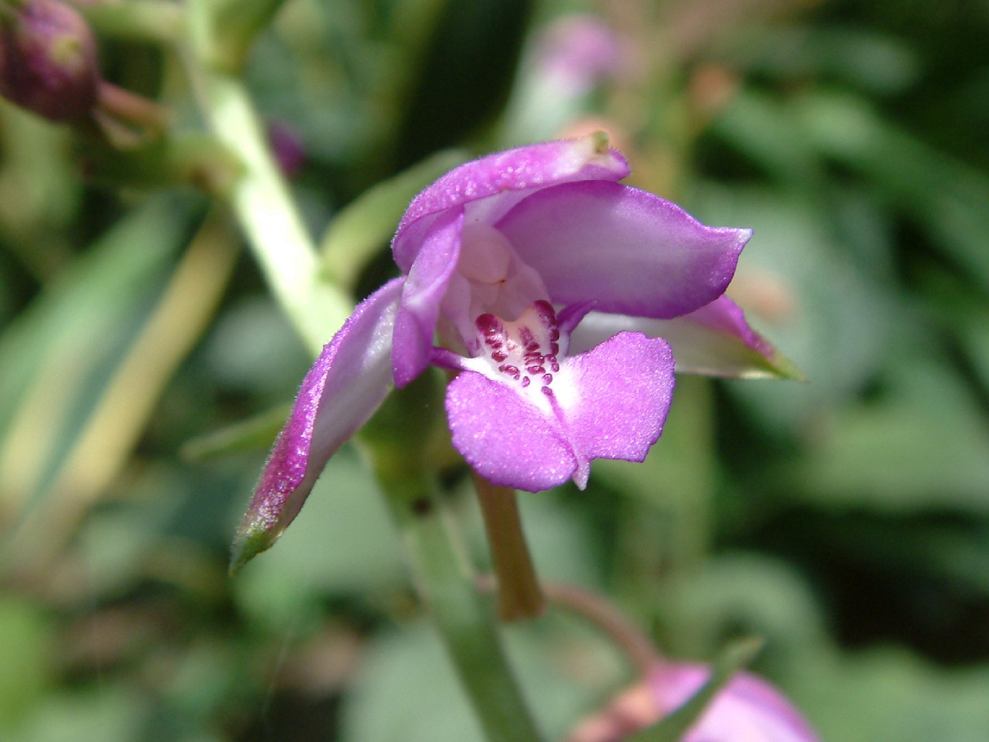 オナガエビネ (Calanthe sylvatica) 花言葉，毒性，よくある質問