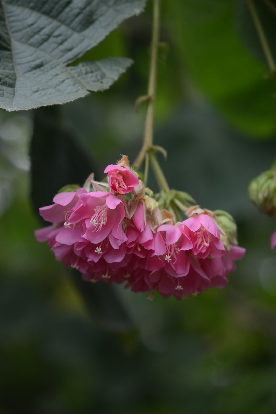 Домбея остроребристая (Dombeya acutangula) - PictureThis