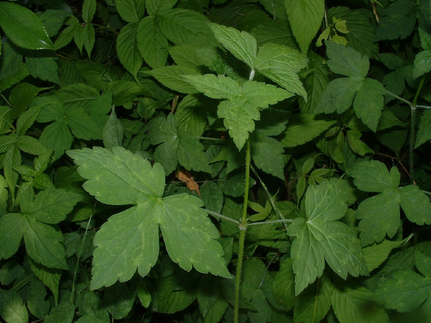 Common heron's bill herb (Geranium wilfordii) Flower, Leaf, Care, Uses ...