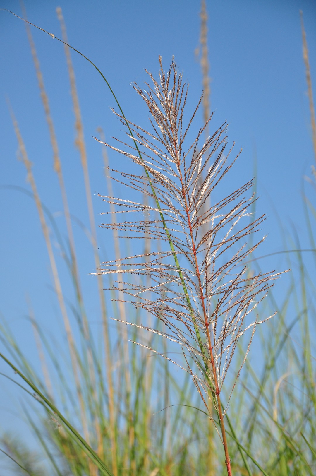 Сахарный тростник дикий (Saccharum spontaneum) - PictureThis